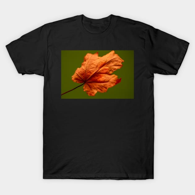 Dried Autumn Maple Leaf T-Shirt by heidiannemorris